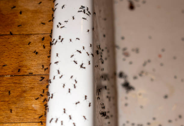 Best Flea Control Services  in Delaware, OH